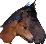 Paarden En Pony's logo